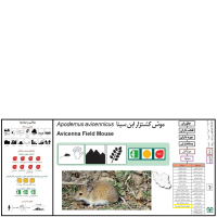 گونه موش کشتزار ابن سینا Avicenna Field Mouse